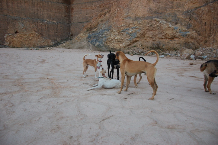 Foto C.Richardt: Carlos scheint mit den andern Hunden in Vicar sehr gut klarzukommen.