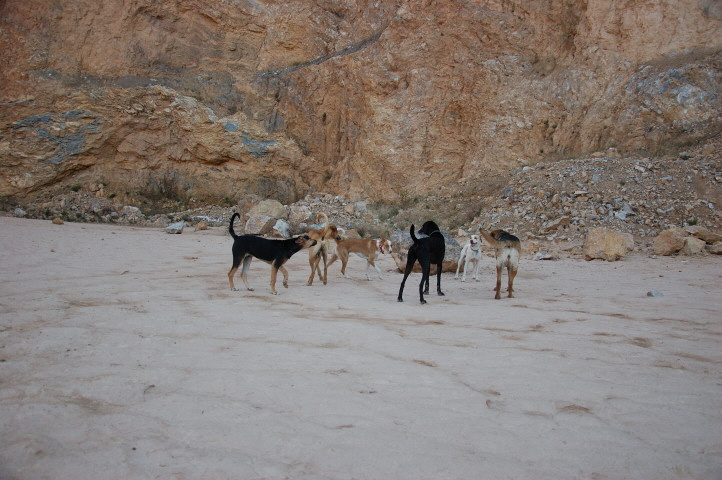 Foto C.Richardt: Es sieht wirklich so aus, als wenn Carlos zum Rudel gehört.