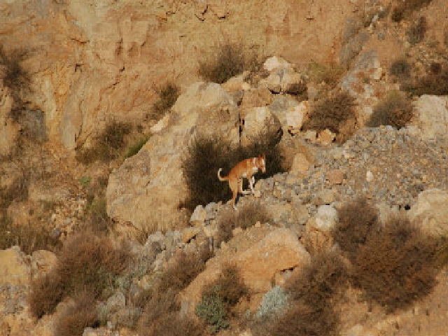Foto C.Richardt: Carlos als Bergziege, so kannte ich ihn schon in Bolnuevo.