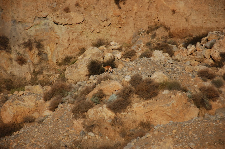 Foto C.Richardt: Carlos in den Bergen bei Vicar, In Bolnuevo lief er auch immer regelmäßig den Berg hinauf.