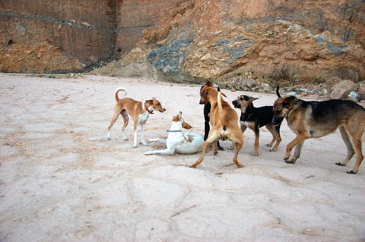 Foto C.Richardt: Ich dachte, dass es Carlos in diesem Rudel gut geht, aber wäre er dann dort weggelaufen.