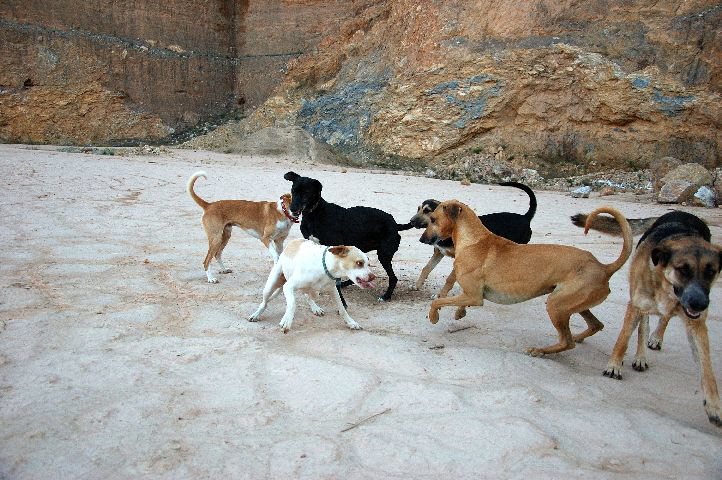 Foto C.Richardt: Mit mir als Carlos Herrchen, wäre es ihm sicher dort besser gegangen.