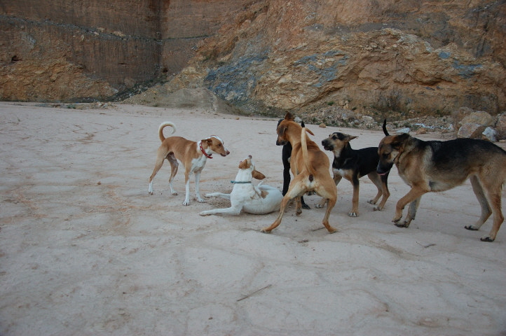 Foto C.Richardt: Man kann hier glauben, dass es Carlos im Rudel gut geht.