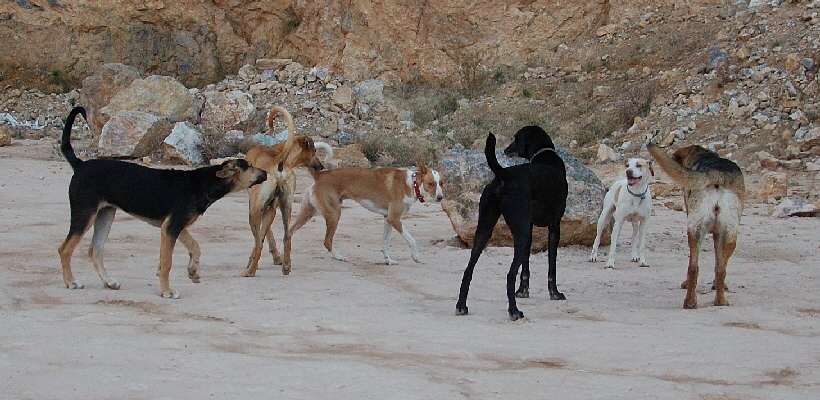 Foto C.Richardt: Einige Tage nach diesen Aufnahmen, ist Carlos  weggelaufen und nicht zurückgekommen, warum?