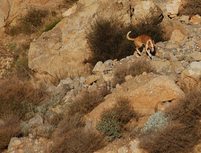Foto C.Richardt: Im klettern war podenco Carlos ein Meister.