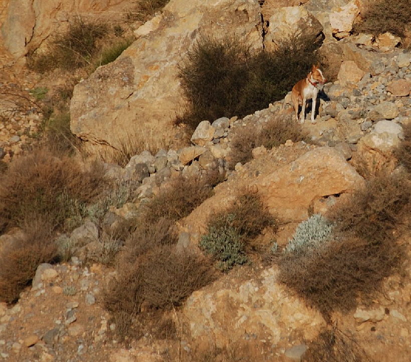 Foto C.Richardt: Carlos alleine in den Bergen, hier konnte er Ausschau nach Jagbarem halten, aber ich habe ihn nie jagen gesehen.