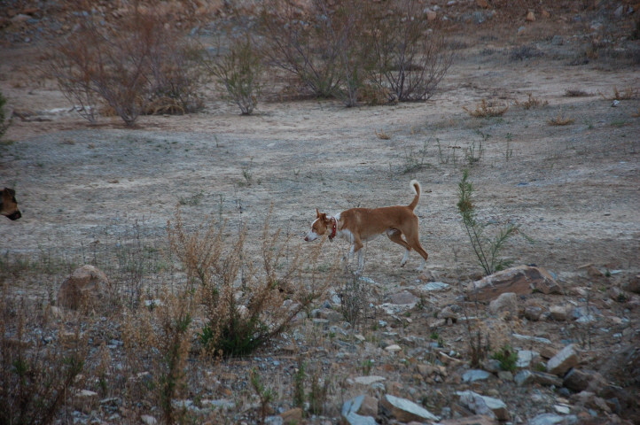 Foto C.Richardt: Carlos etwas abseits vom Rudel.